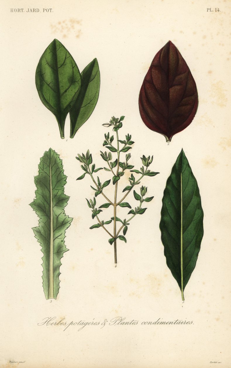 Herbes potagères et plantes condimentaires - Unbekannt