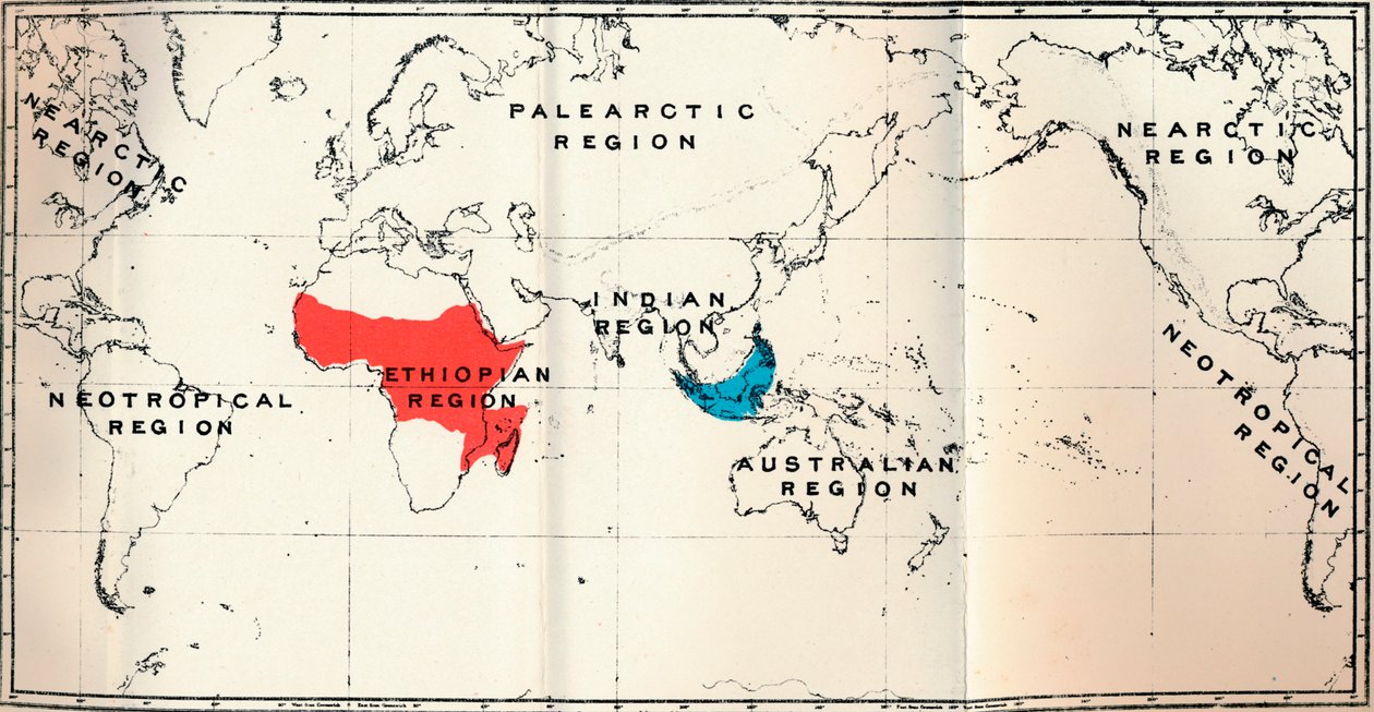 Lemuroidea - II. Carte montrant la distribution des Tarsiidae en bleu et des Galaginae en rouge, 1897 - Unbekannt
