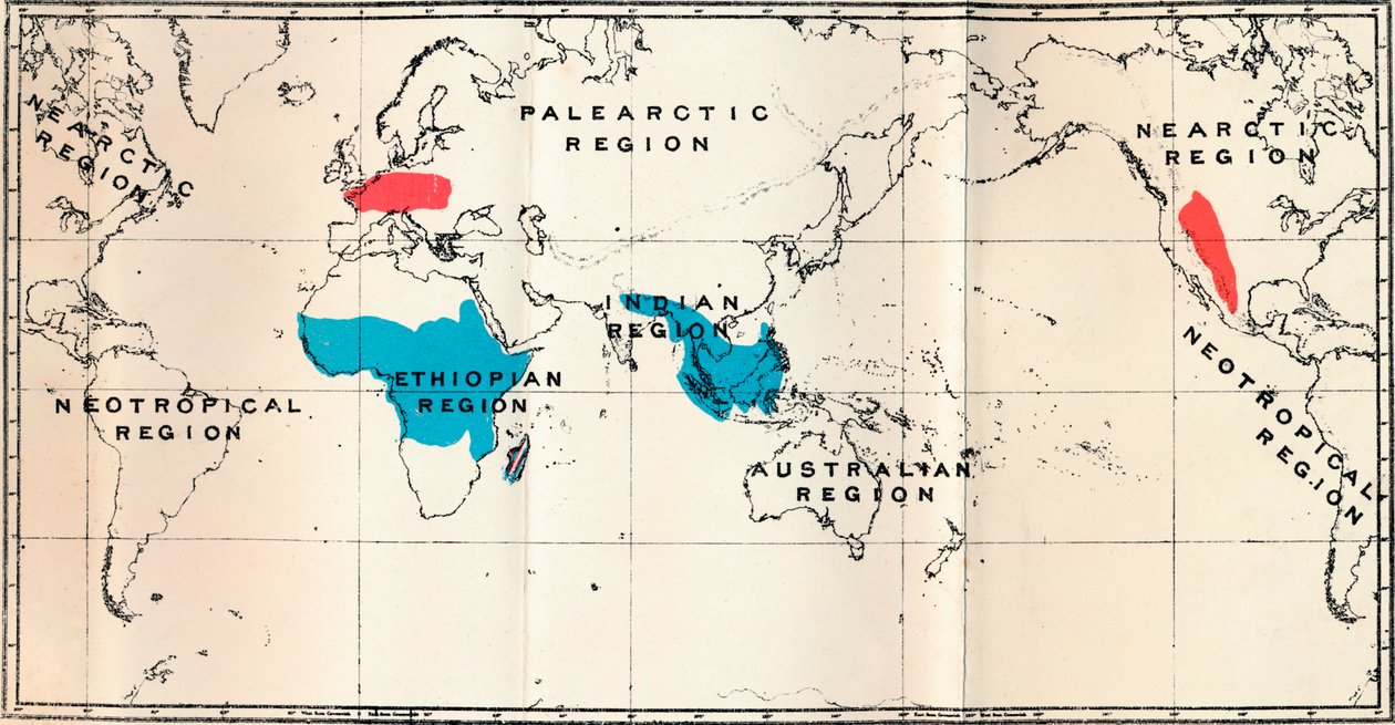 Lemuroidea - I. Carte, montrant la distribution des vivants en bleu et des fossiles en rouge, 1897 - Unbekannt
