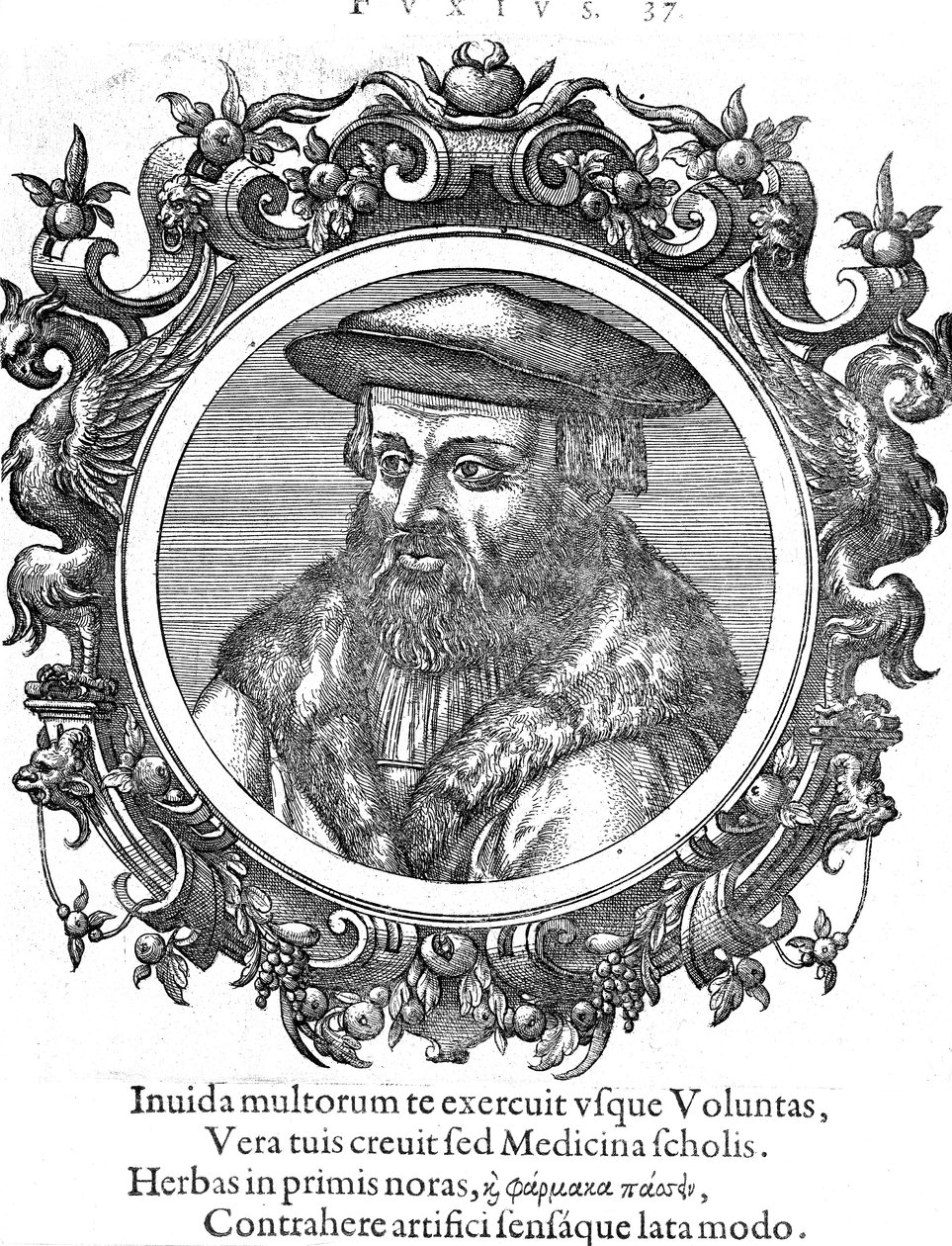 Leonhard Fuchs, botaniste et médecin allemand - Unbekannt