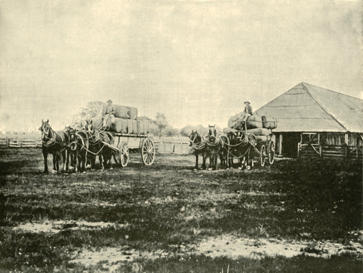 Chargement de laine, Warrawooh Station, Wimmera, 1901 - Unbekannt