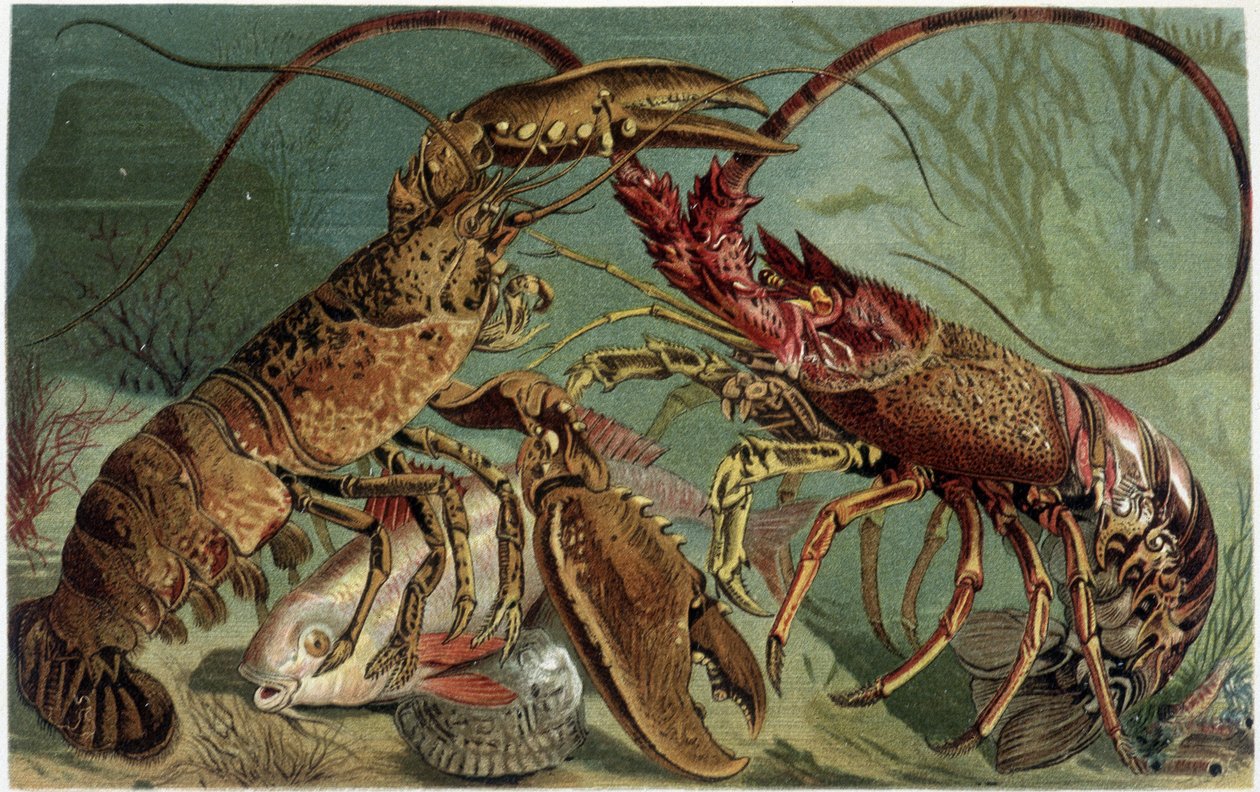 Homard et langouste se confrontant - dans "La Vita degli animali" par A.E. Brehm, Turin - Unbekannt