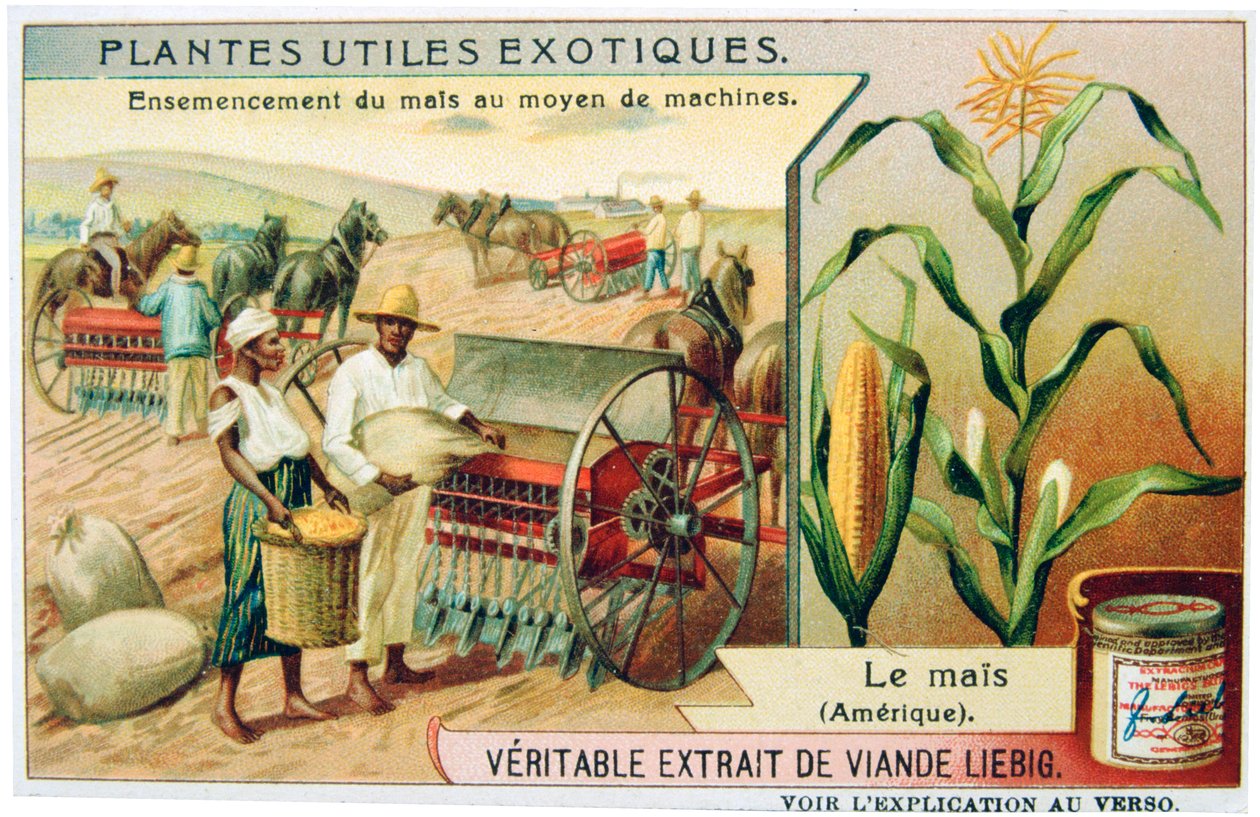 Maïs, vers 1900 - Unbekannt