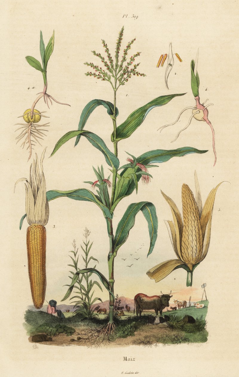 Maïs ou maïs doux, Zea mays - Unbekannt