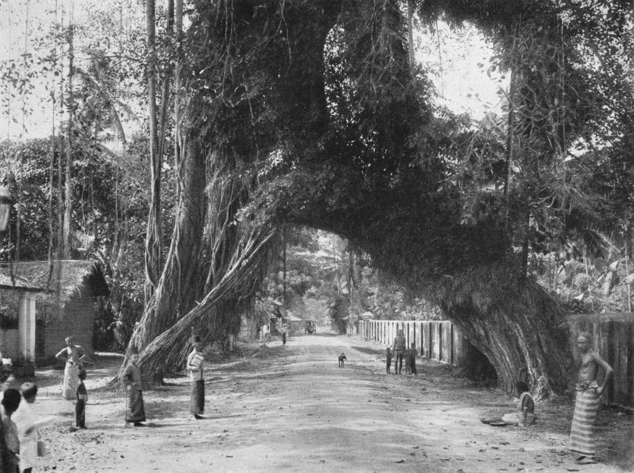 Vieux figuier pittoresque Ficus indica sur la route Clombo-Galle près de Kalutara, 1926 - Unbekannt