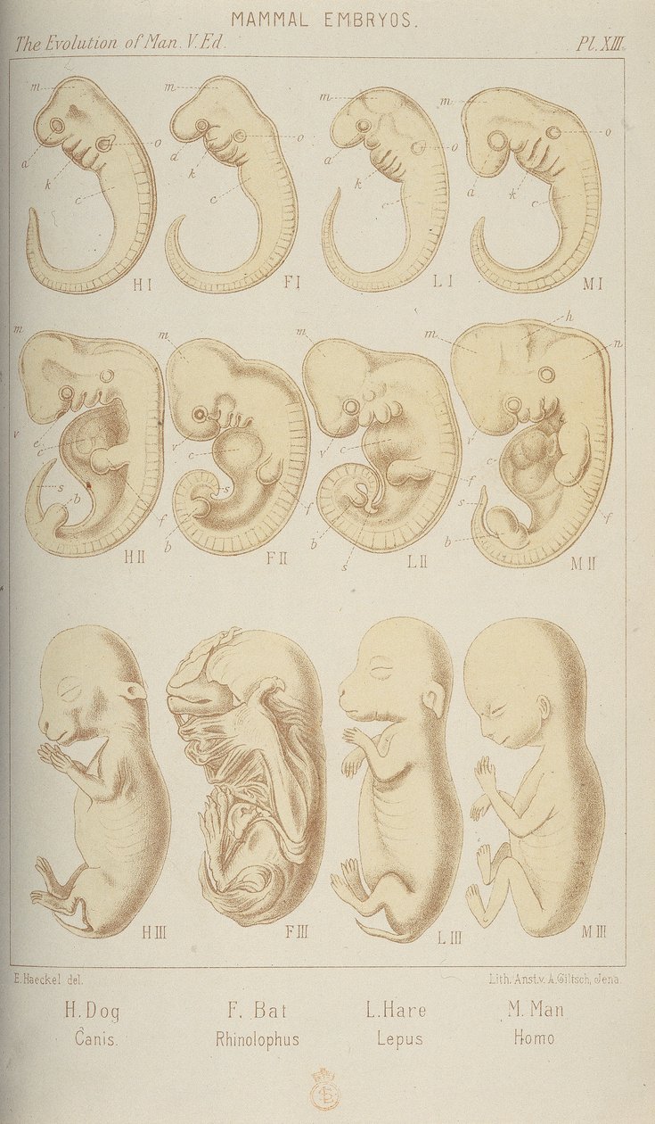 Embryons de mammifères, 1905 - Unbekannt