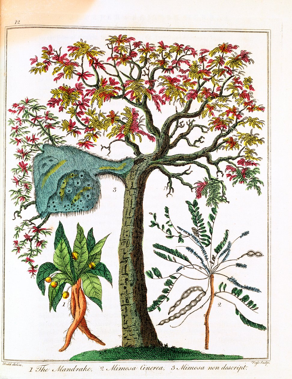 Mandragore, plante sensible et acacia - Unbekannt