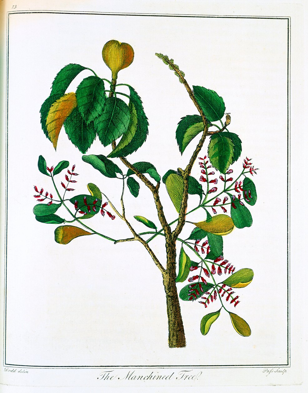 Manchineel Hippomane mancinella ou Goyave empoisonnée, vers 1795 - Unbekannt