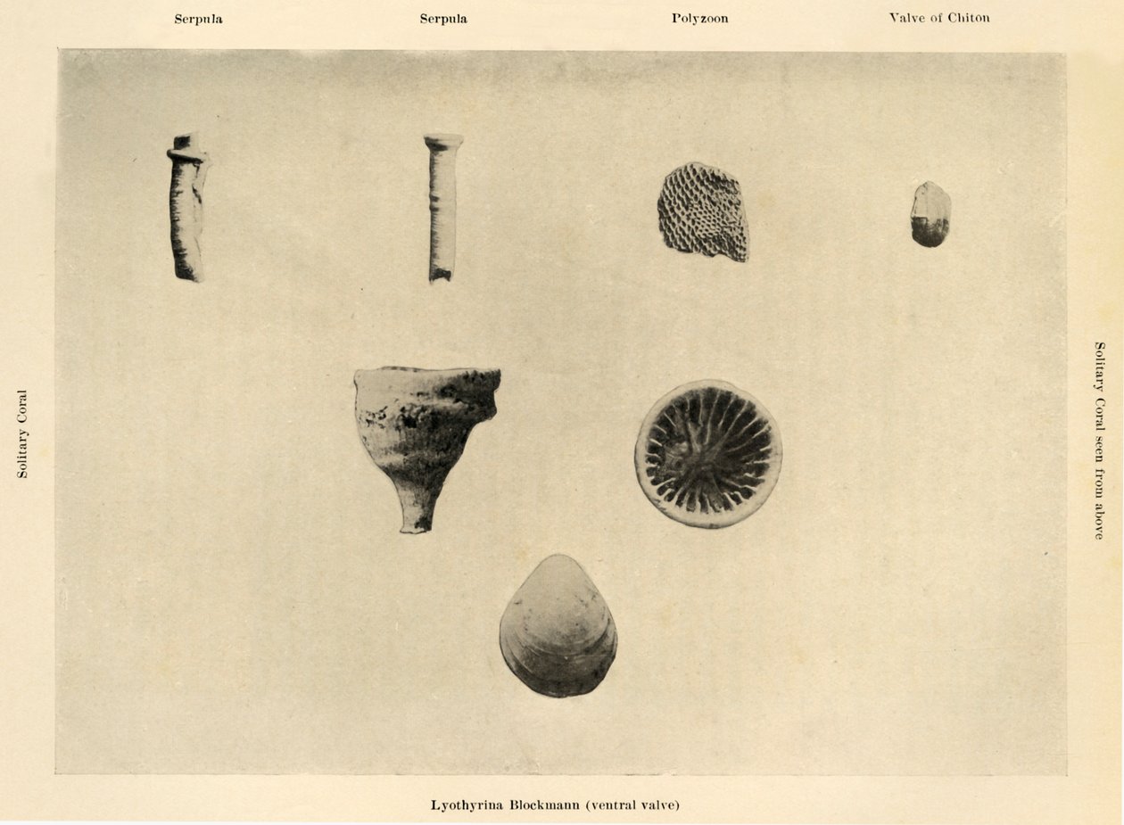 Organismes marins, grossissement 1 12, c1908 - Unbekannt