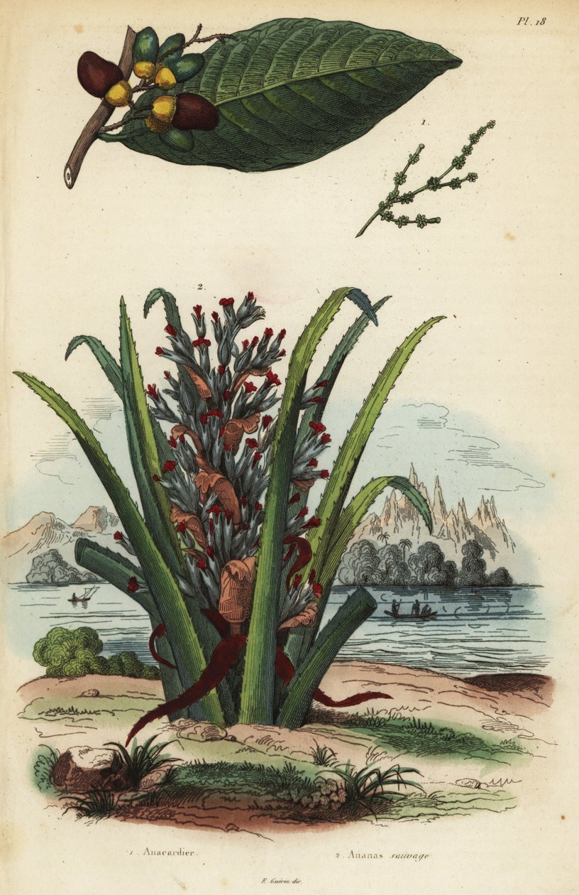 Noix de marquage, Semecarpus anacardium 1 et fruit de pingouin ou pinuela, Bromelia pinguin 2 - Unbekannt