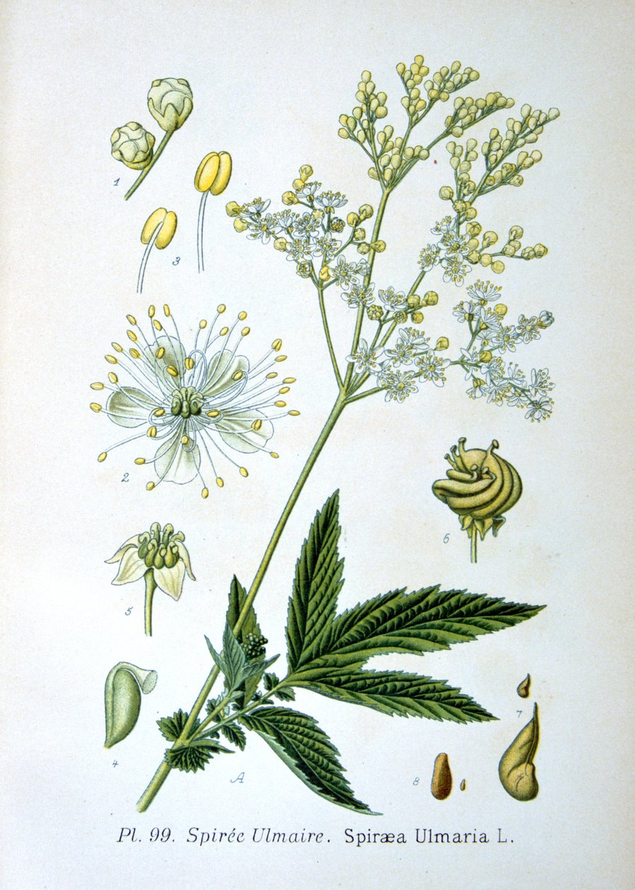 Reine-des-prés, 1893 - Unbekannt
