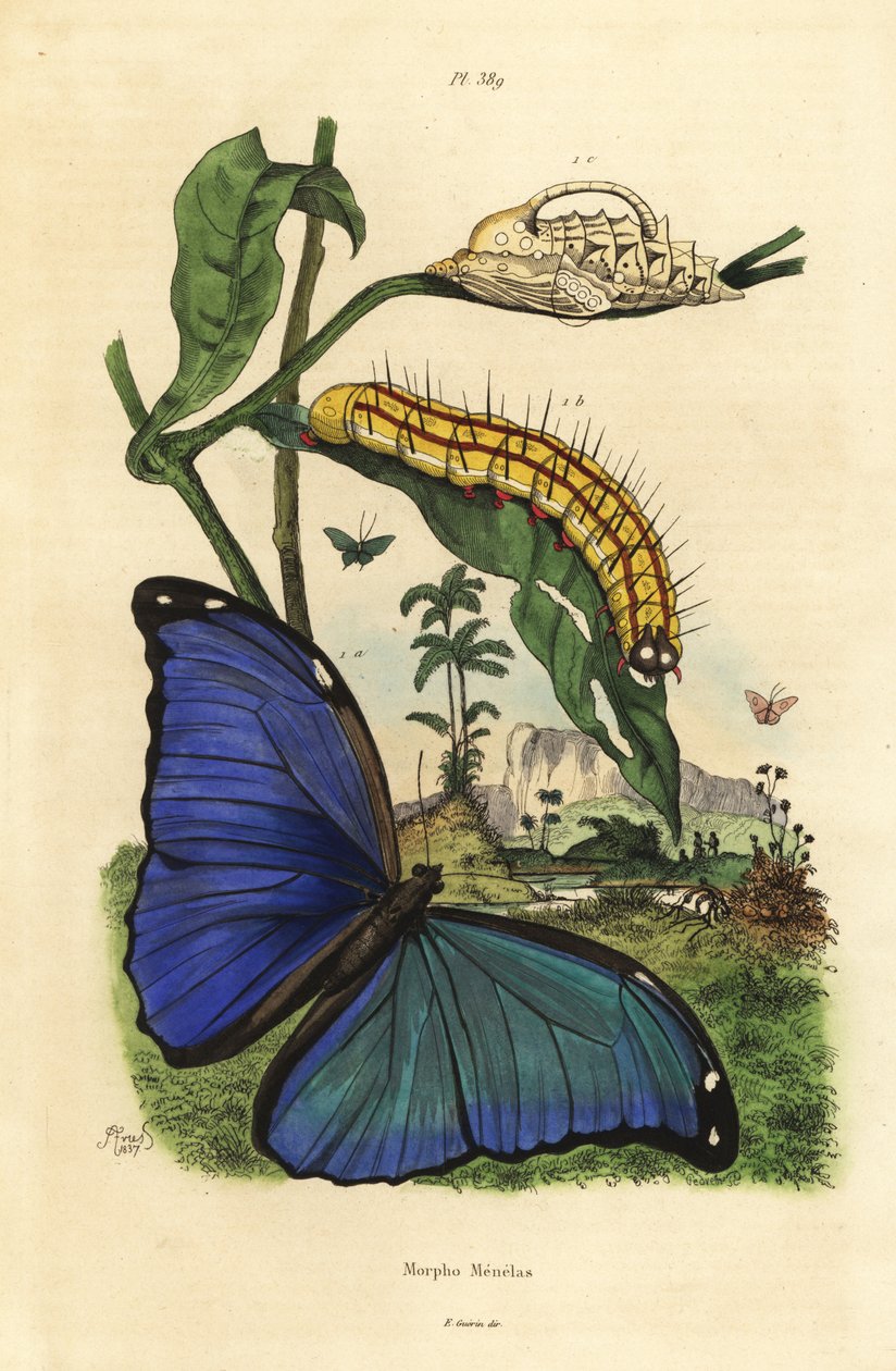 Morpho bleu de Ménélas, Morpho menelaus, chenille et chrysalide - Unbekannt