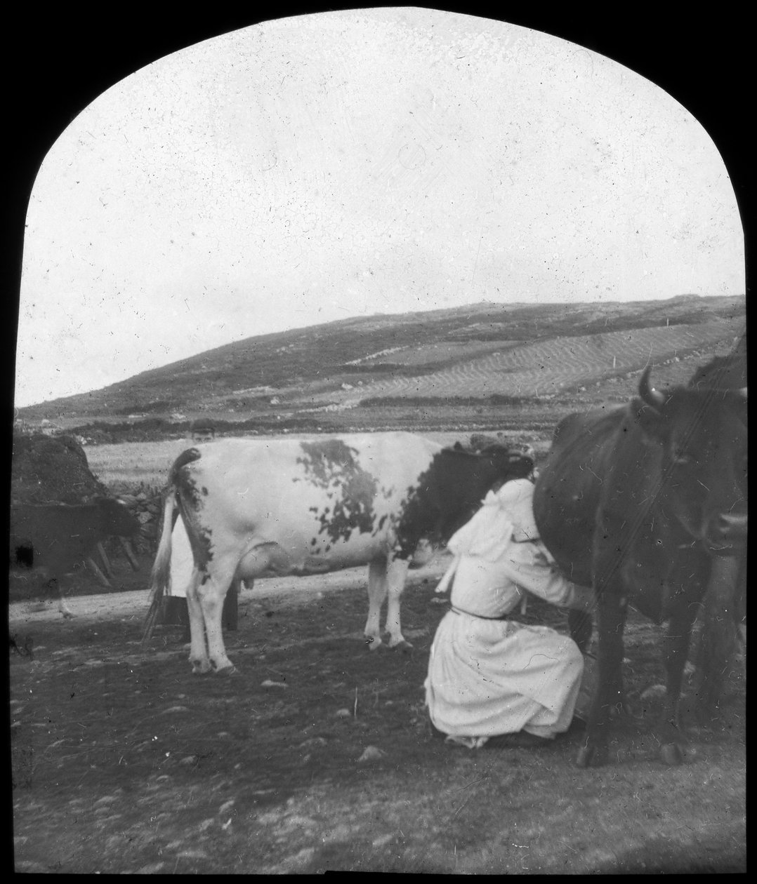 Traite des vaches, fin 19ème ou début 20ème siècle - Unbekannt
