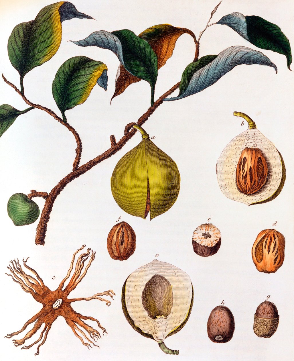 Myrsitica fragrans - muscade, vers 1798 - Unbekannt