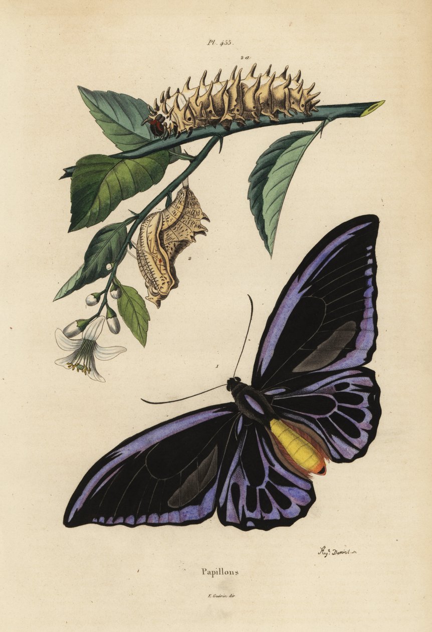 Ornithoptère du Nord, Ornithoptera priamus urvillianus 1, et chrysalide et larve de l