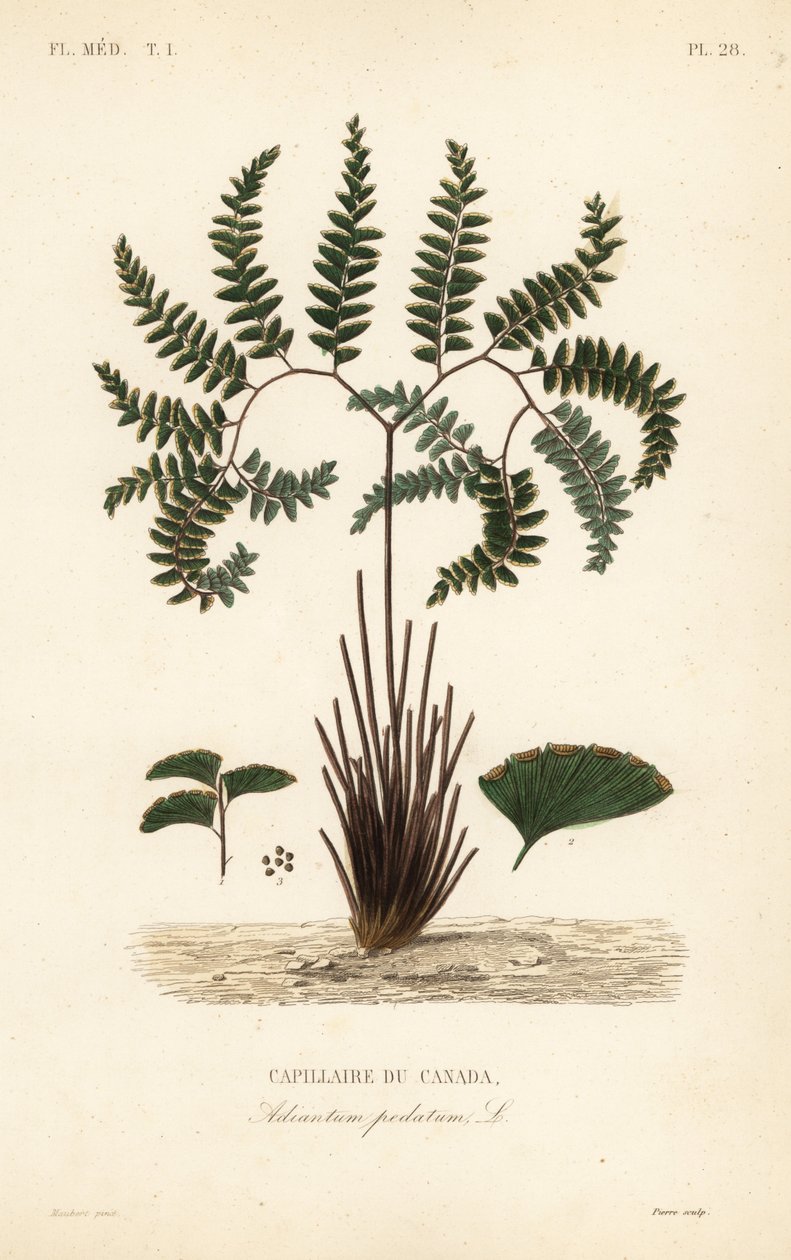 Capillaire du Canada, Adiantum pedatum - Unbekannt