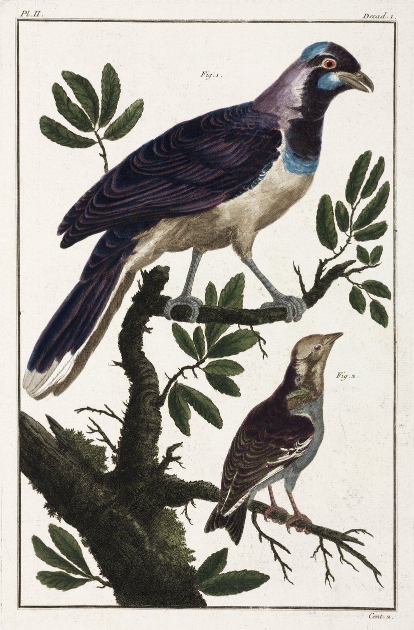 Oiseaux tropicaux: choucas de Cayenne et cotinga des Moluques - Unbekannt