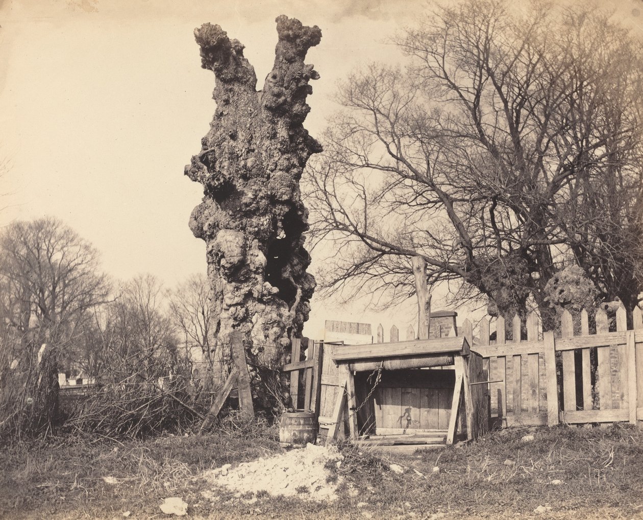 Vieil arbre près de Chatham, années 1850 - Unbekannt