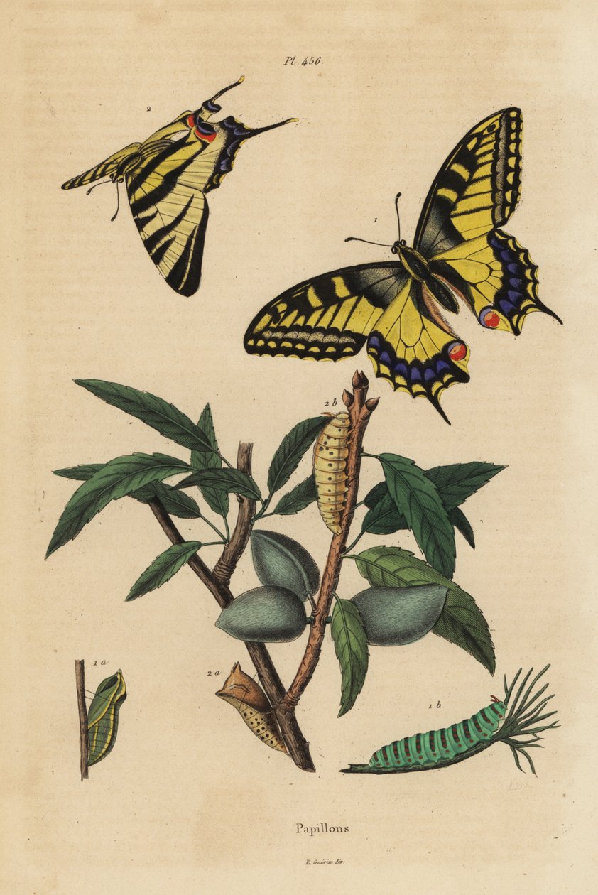 Machaon, Papilio machaon 1, et flambé, Iphiclides podalirius 2, larve et nymphe - Unbekannt