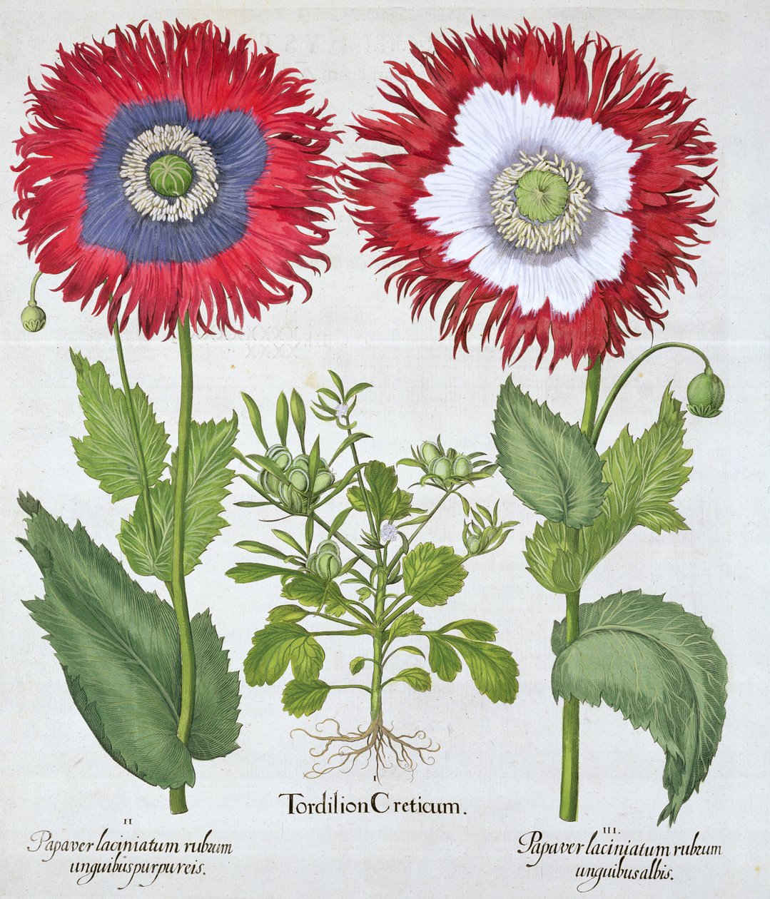 Pavots ornementaux, 1613 - Unbekannt