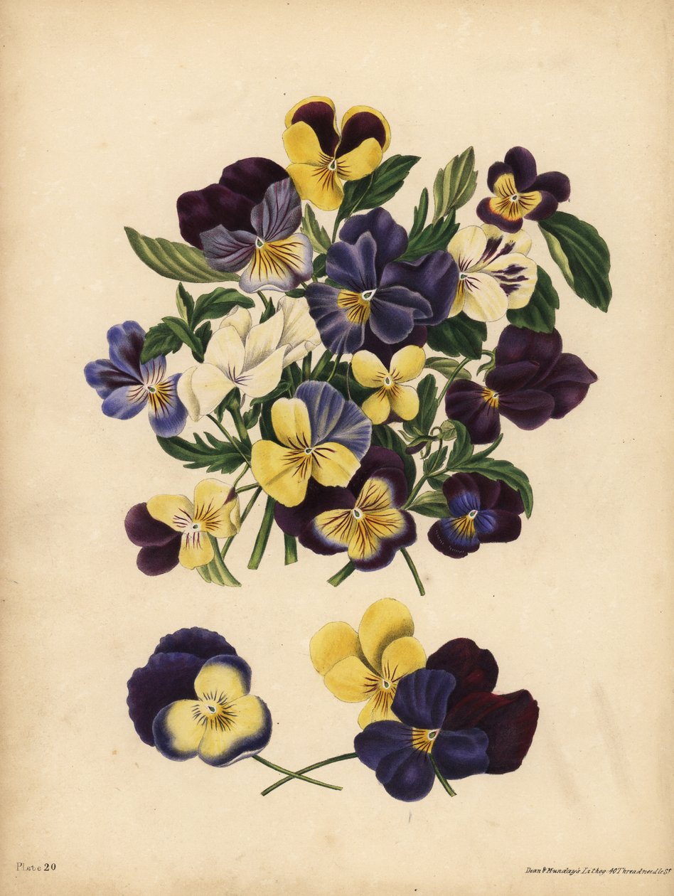 Pensées, Viola tricolor, Pensées : Vous occupez mes pensées ou Pensez à moi - Unbekannt