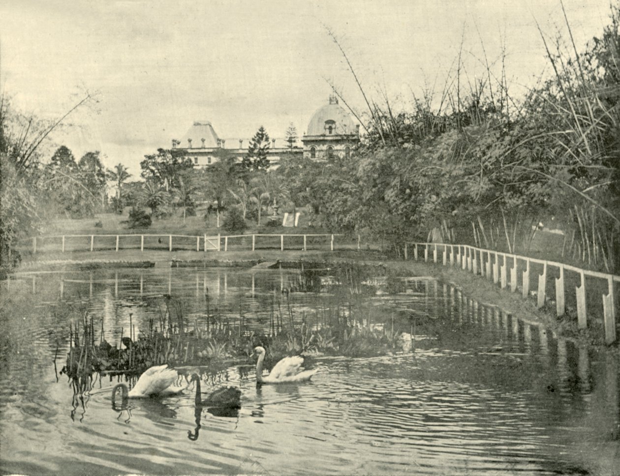 Étang de papyrus, jardins botaniques de Brisbane, 1901 - Unbekannt