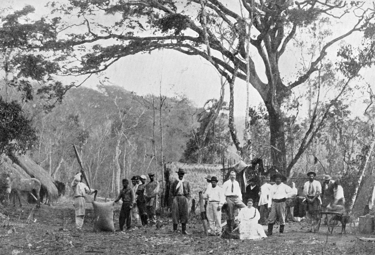 Récolte de thé paraguayen, Paraguay, 1911 - Unbekannt