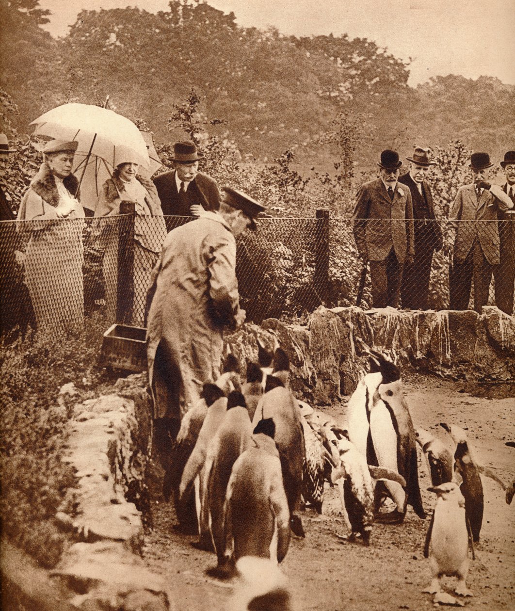 Pingouins en parade pour le Roi, 1934-1935 - Unbekannt