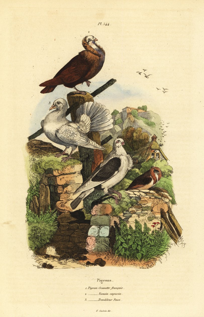 Pigeon Columba livia races : cravatte français, nonain capucin, trembleur paon - Unbekannt
