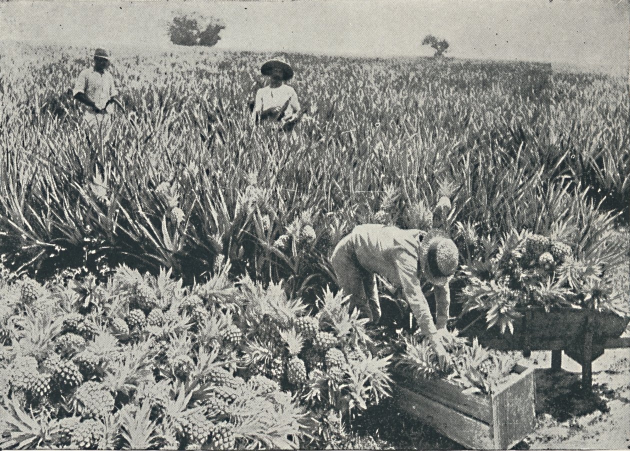 Plantation d