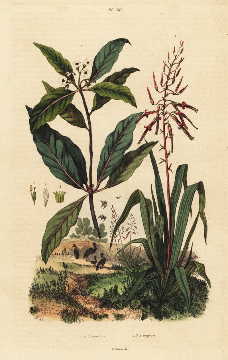 Pitcairnia bifrons 1, et buis victorien, Pittosporum undulatum 2 - Unbekannt