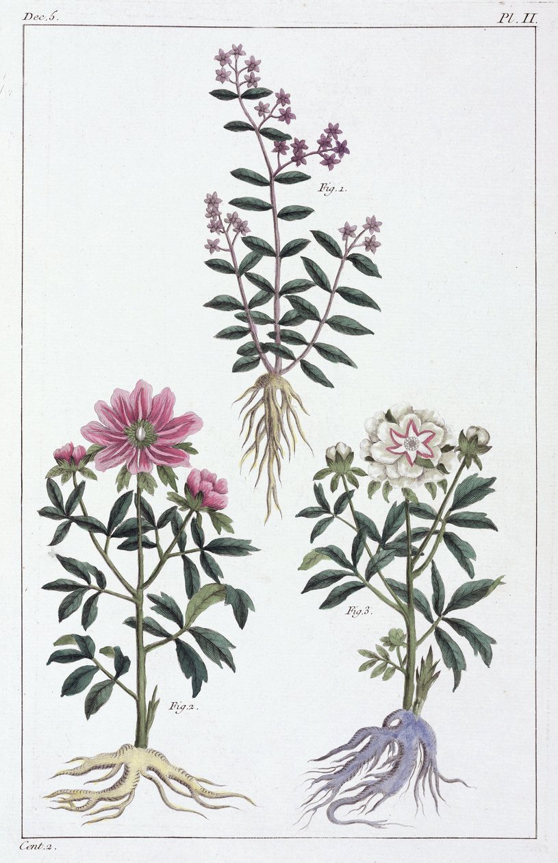 Plantes médicinales, Chine - Unbekannt
