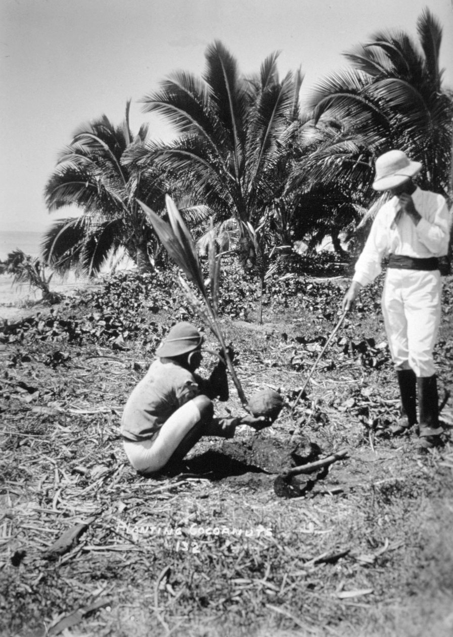 Plantation de cocotiers, Îles Salomon, Fidji - Unbekannt