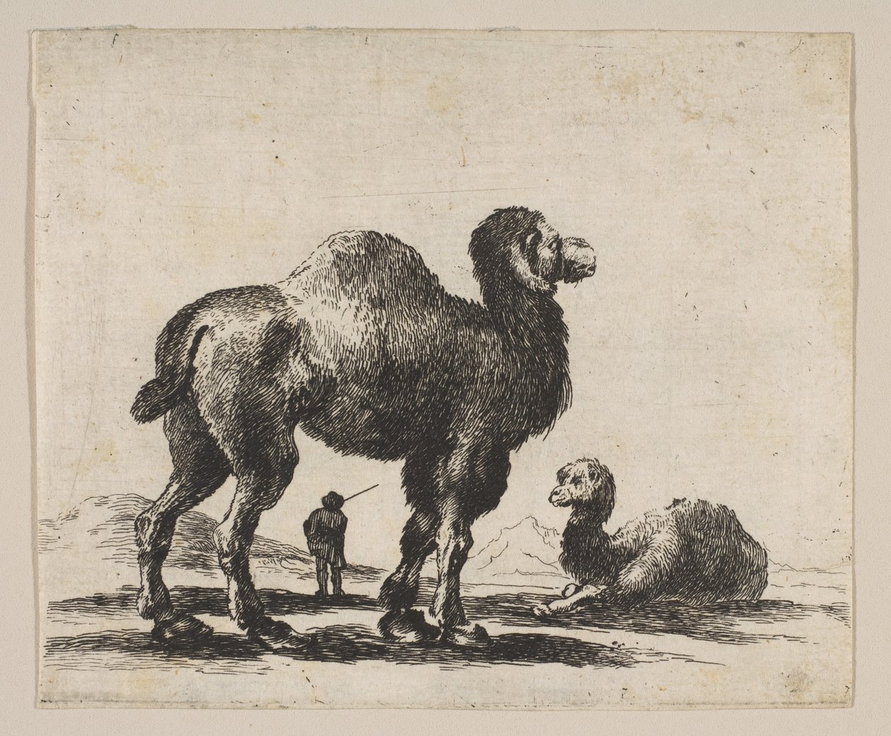 Planche 17 : chameaux, de Divers animaux, après 1641 - Unbekannt