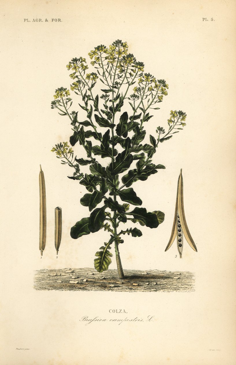 Colza polonais ou plante de colza, Brassica rapa, Brassica campestris, Colza - Unbekannt