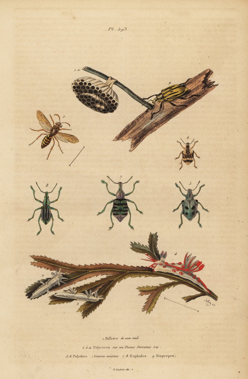 Polistes gallicus, guêpe en papier et nid, charançon bleu, Eupholus schoenherri, charançon des racines, Diaprepes abbreviatus, limaces de mer Polycera, Ancula gibbosa, Ancula atlantique, sur algues - Unbekannt