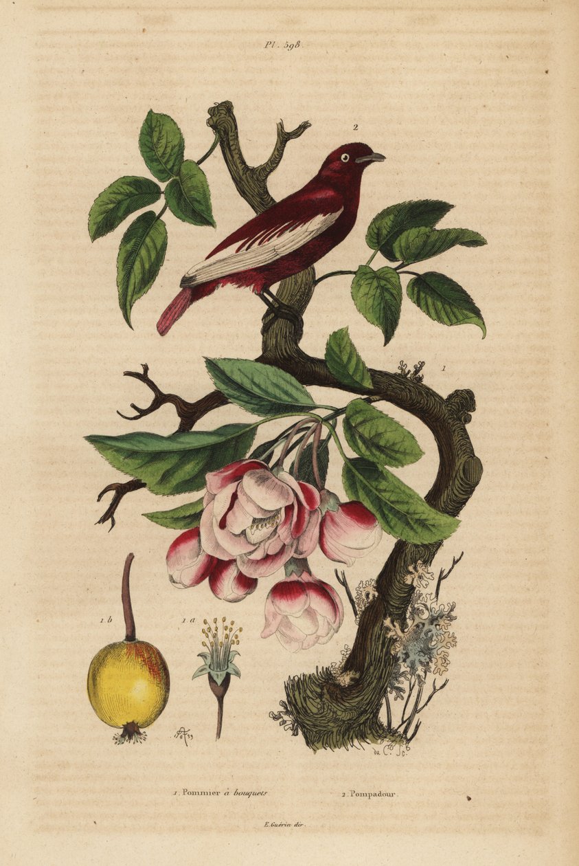 Cotinga pompadour, Xipholena punicea, sur un pommier, Malus pumila, fruit, fleur - Unbekannt