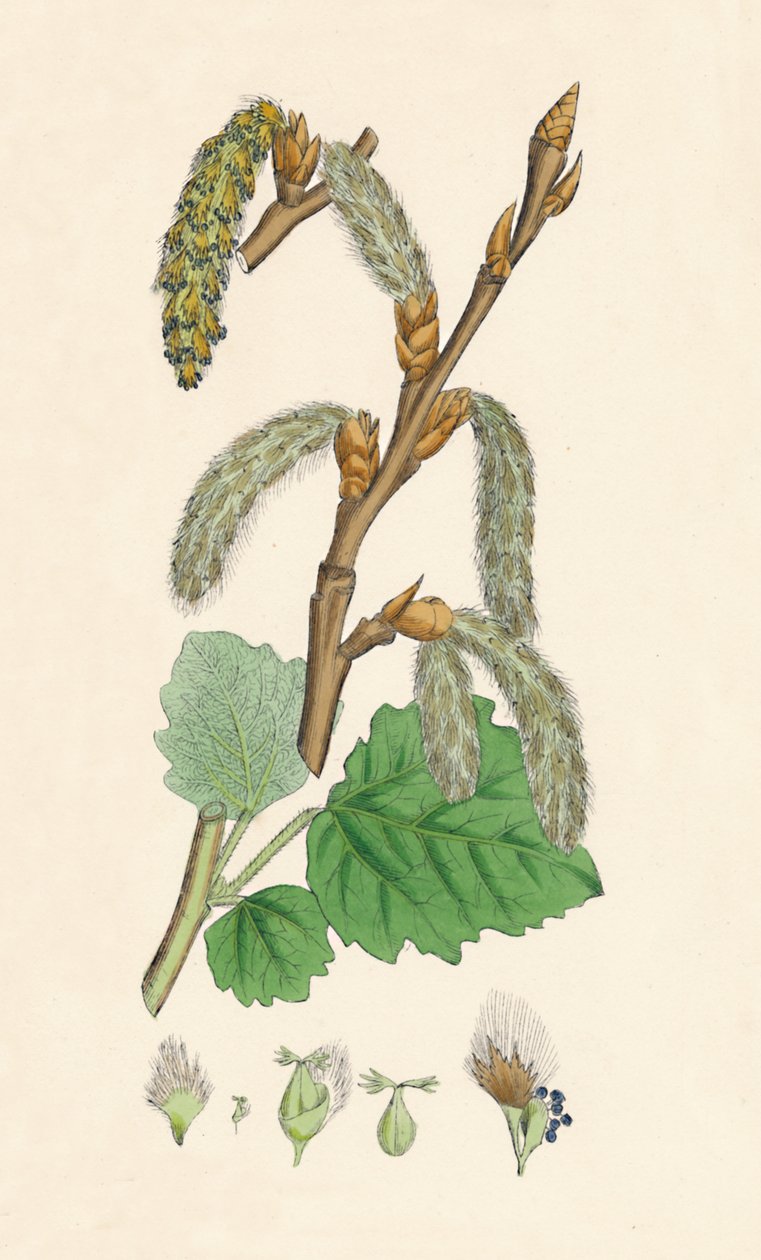 Populus canescens. Peuplier gris - Unbekannt