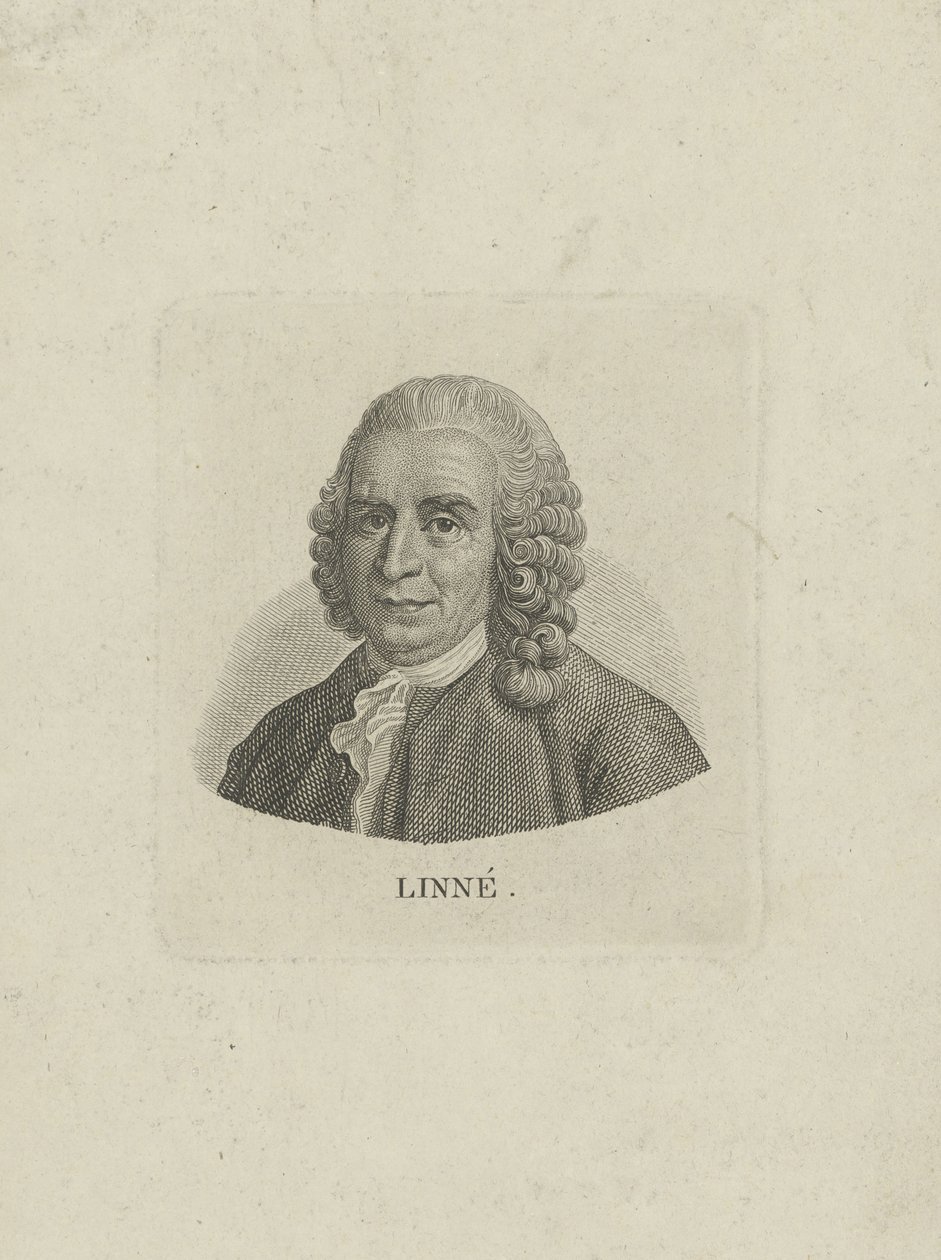 Portrait de Carl von Linné 1707-1778, vers 1780 - Unbekannt