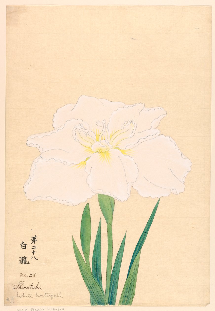 Gravure, La cascade blanche (Shirataki), No. 28 - Unbekannt