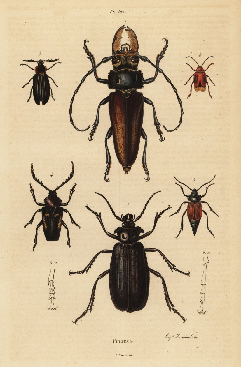 Psalidognathus friendii 1, Madre de la Culebra, Acanthinodera cumingii 2, Allocerus dilaticorne 3, Callipogos barbatus 4, Anacolus sanguineus 5 et Prionus flavipennis 6 - Unbekannt