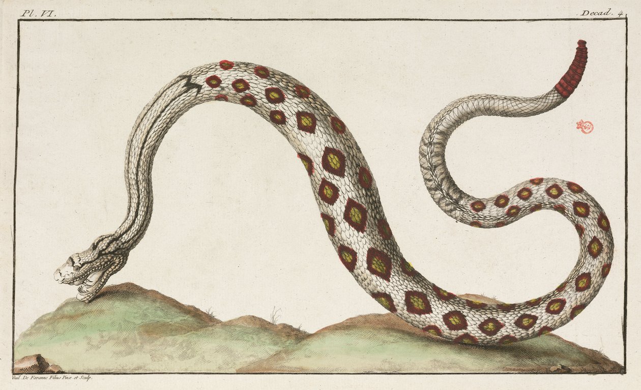 Serpent à sonnette - Unbekannt