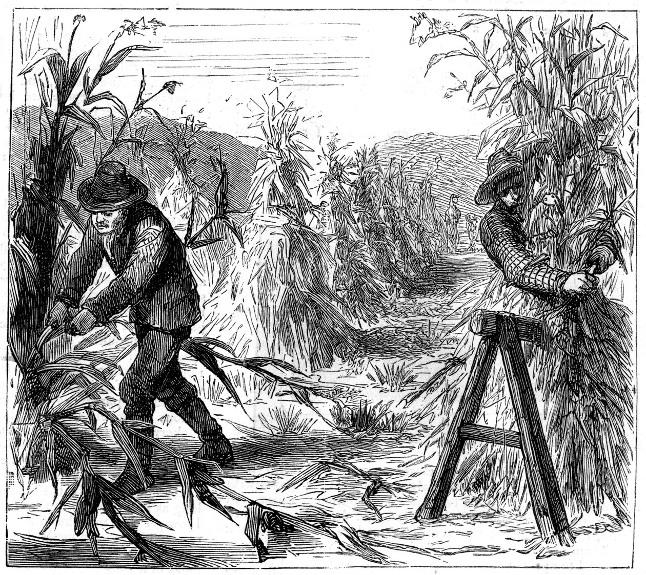 Moisson et séchage du maïs, Lake Drie, Canada, 1880 - Unbekannt