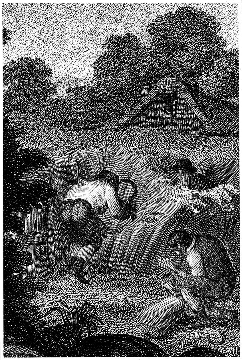 Moisson avec faucilles et liage des gerbes, Angleterre, vers 1800 - Unbekannt