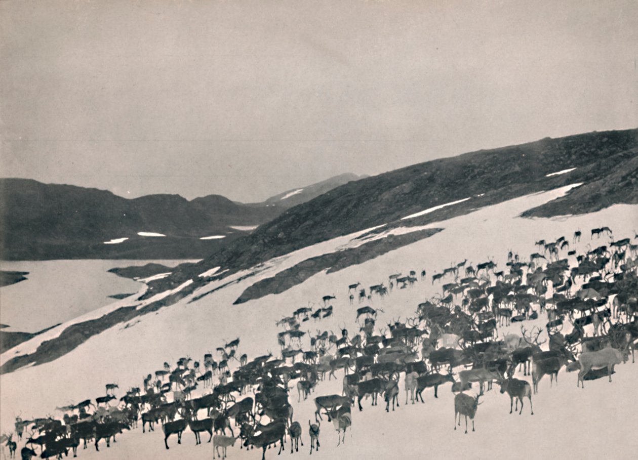 Rennes dans les montagnes, 1914 - Unbekannt