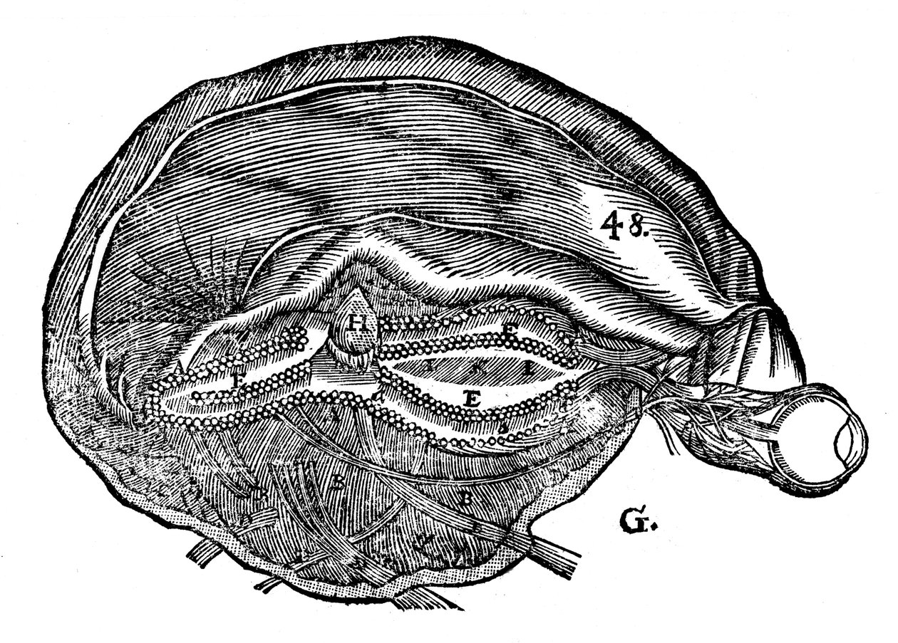 Diagramme de René Descartes du cerveau humain et de l