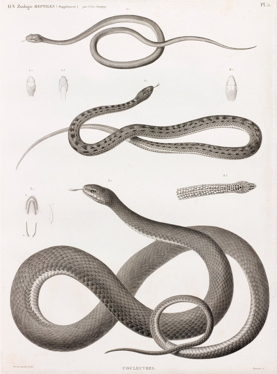 Reptiles : série d