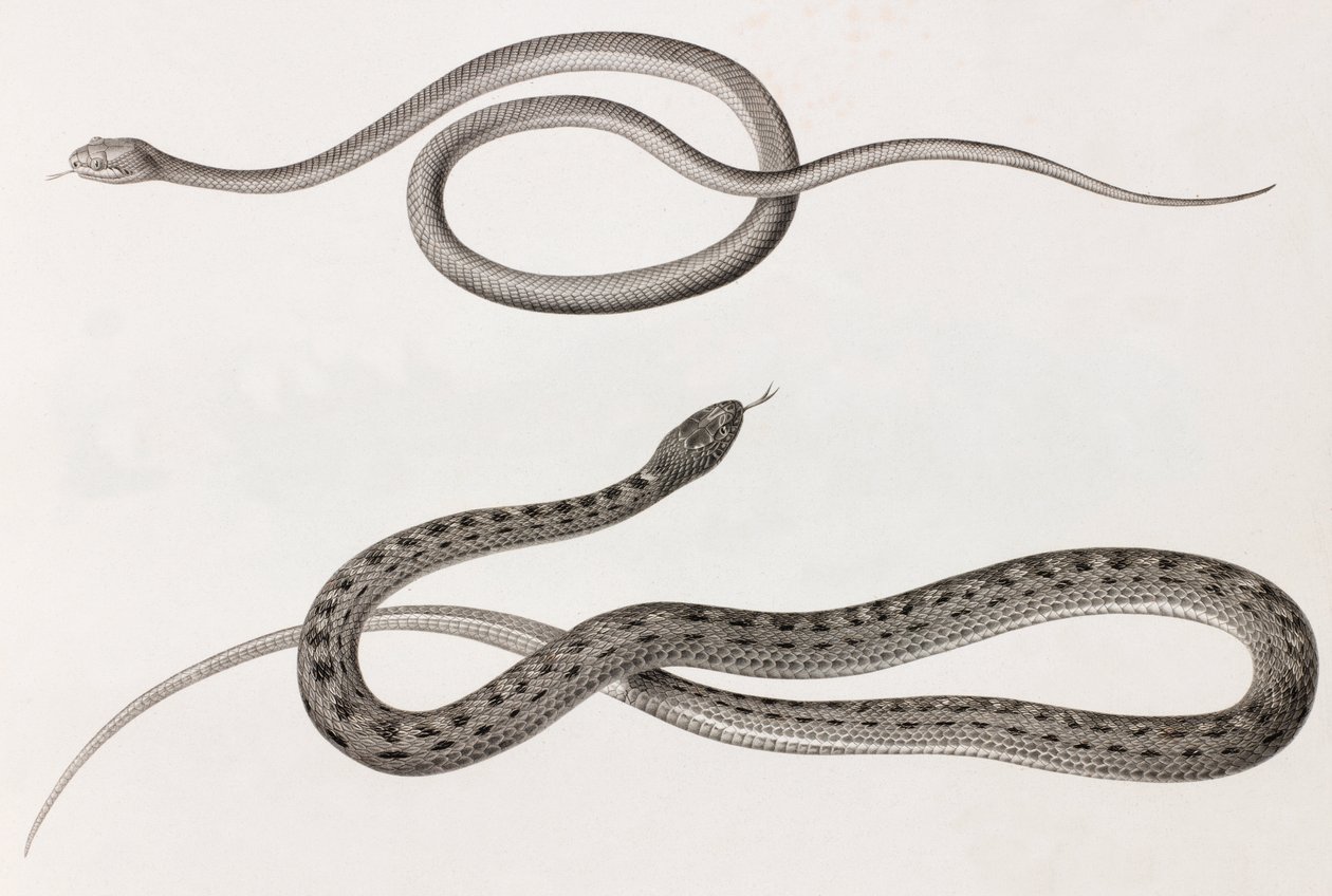 Reptiles : deux gros plans d