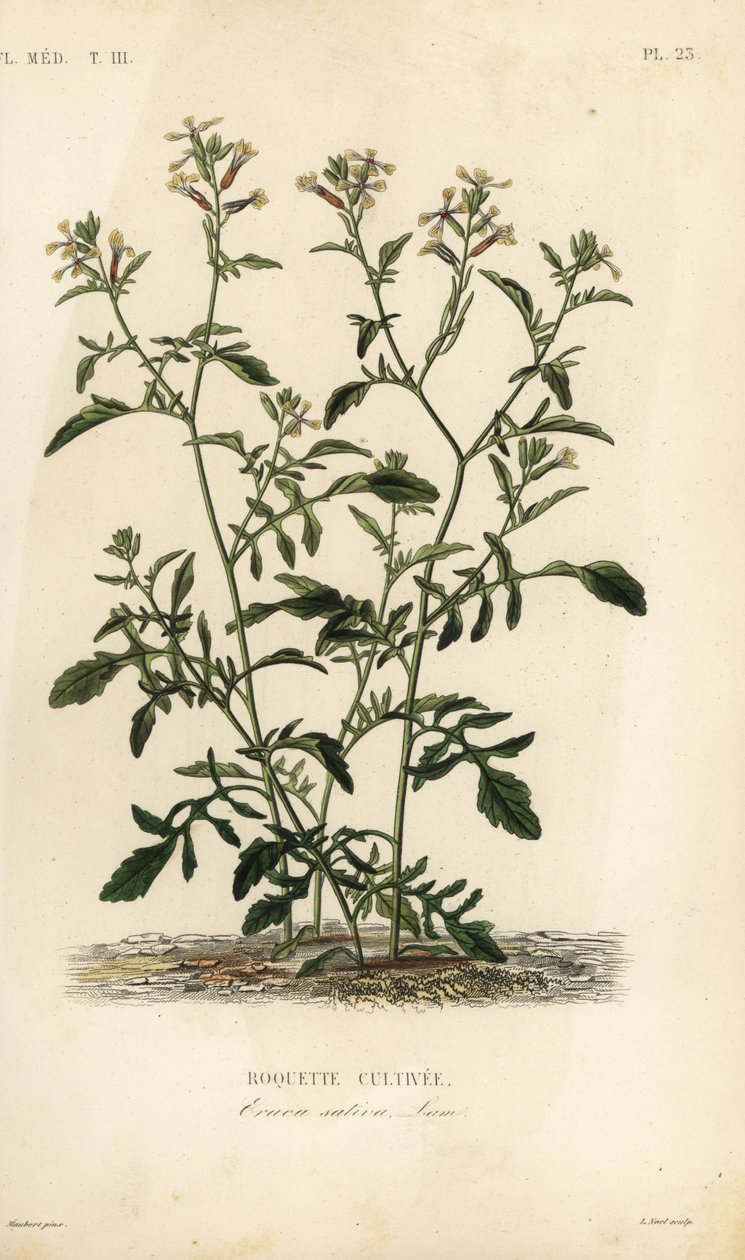 Roquette cultivée, Eruca vesicaria, Eruca sativa - Unbekannt