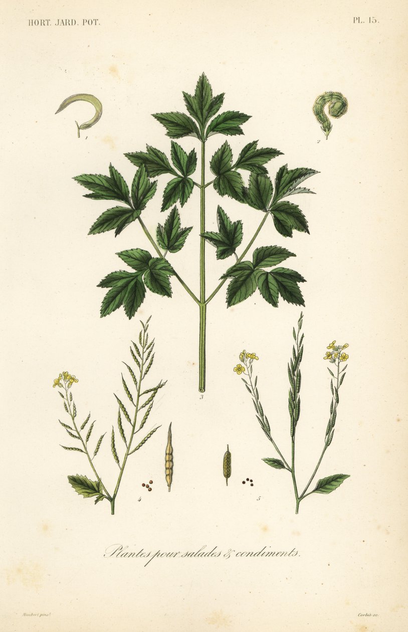 Légumes pour salades et condiments - Unbekannt